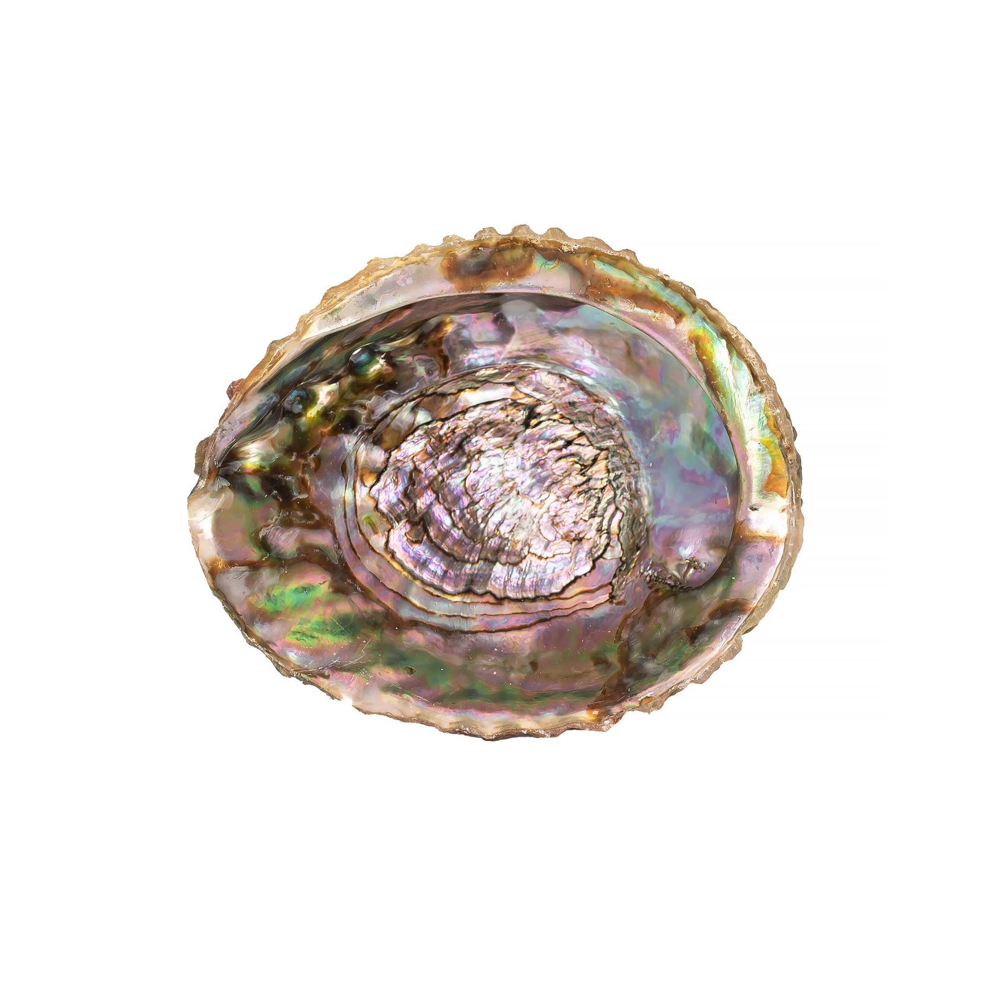 Pink Abalone Shell Burn Bowl