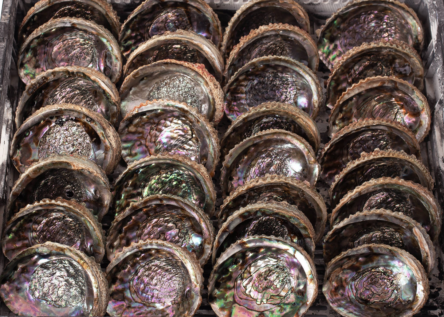 Pink Abalone Shell Burn Bowl